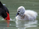 Black Swan (WWT Slimbridge August 2010) - pic by Nigel Key